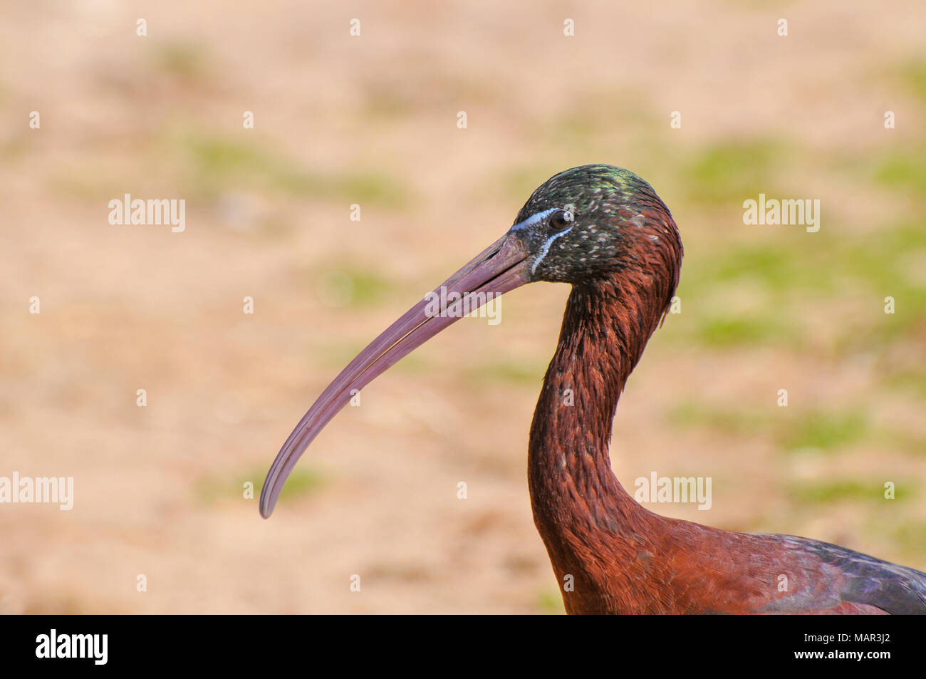 In prossimità della testa di un ibis lucido (Plegadis falcinellus) con piumaggio di allevamento. Fotografato in cattività Foto Stock