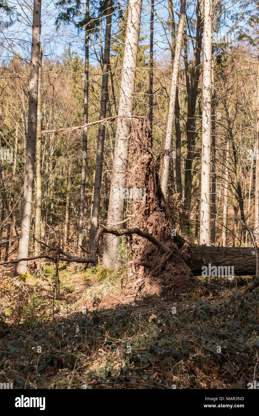 Grandi alberi caduti nel mezzo della foresta Foto Stock