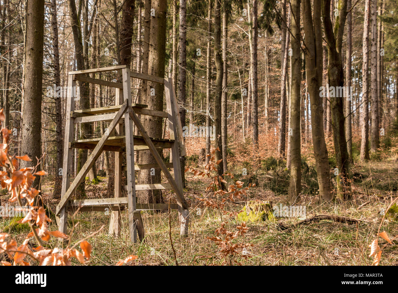 Nascondi sollevata nel mezzo della foresta Foto Stock