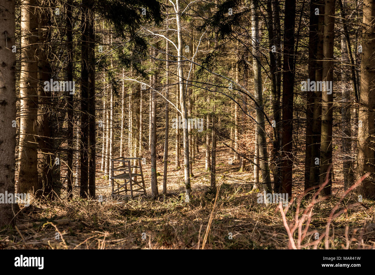Nascondi sollevata nel mezzo della foresta Foto Stock