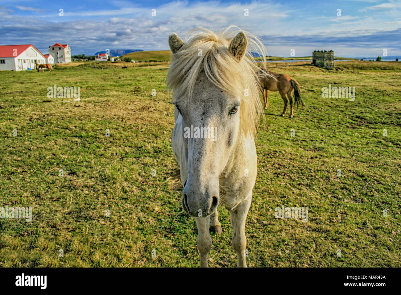 Bella bianca pony in Islanda Foto Stock