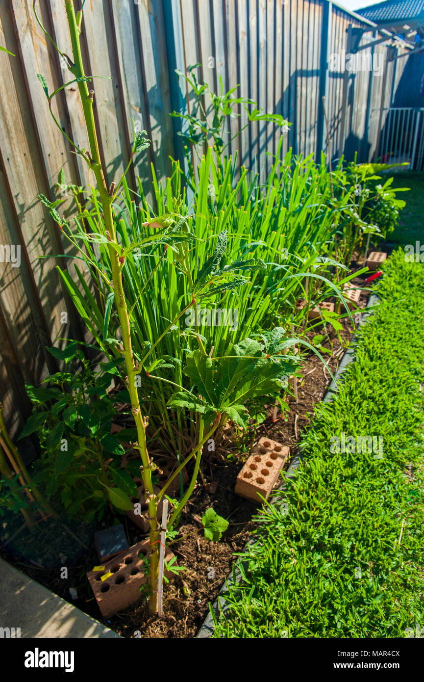 Domestico Giardino Australiano con la CITRONELLA (Cymbopogon) e okra (Abelmoschus esculentus) piante. POTTS HILL. NSW. AUSTRALIA Foto Stock