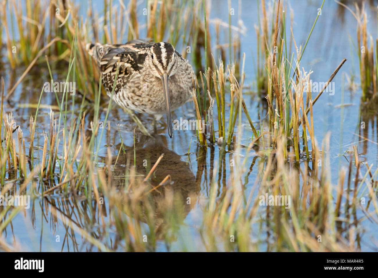 Unico Beccaccino Gallinago gallinago appoggiata in acqua mostra relfection tra breve ance Foto Stock