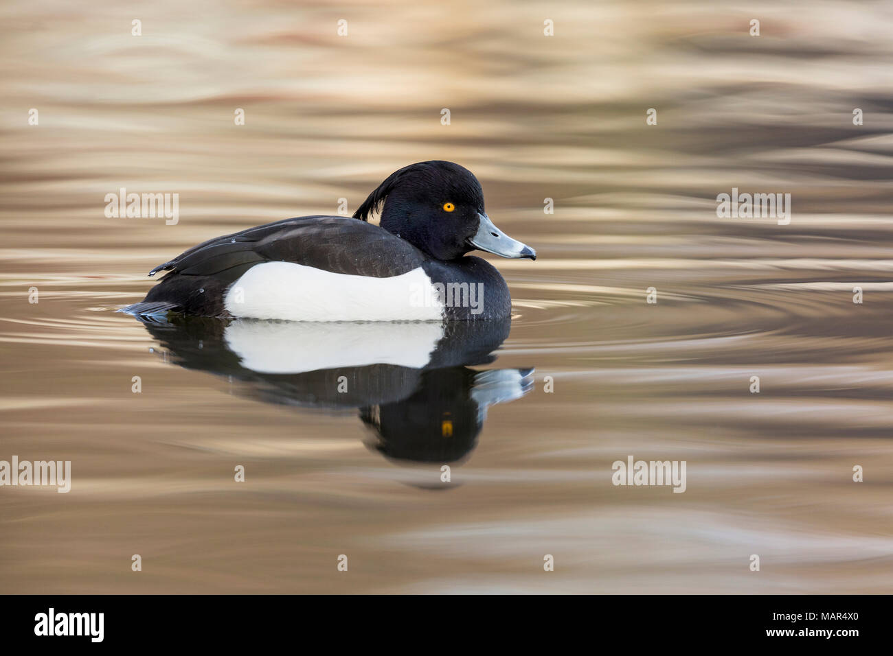 Unico Moretta Aythya fuligula mostra la riflessione in acqua Foto Stock