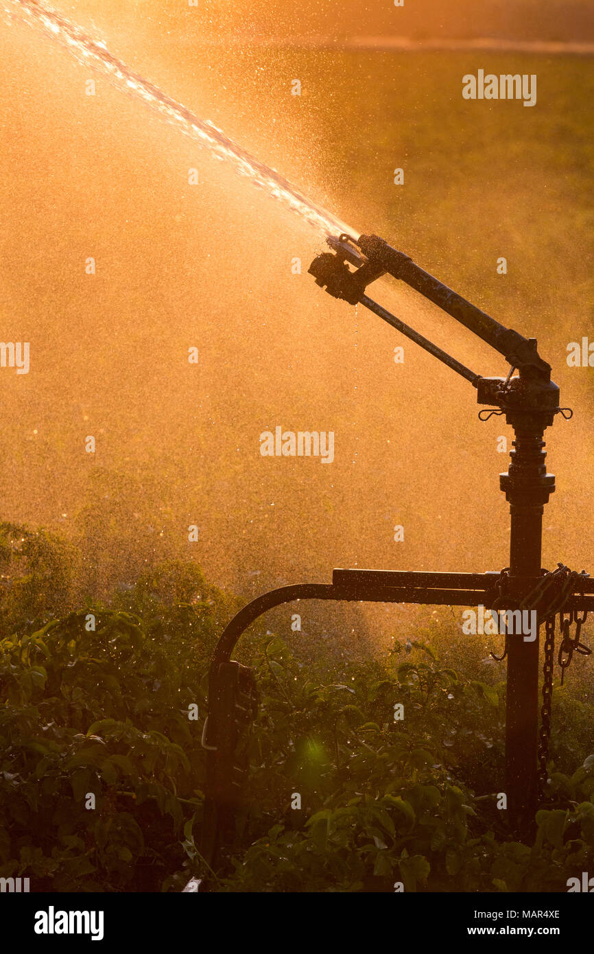 L'acqua degli sprinkler acqua mostrando la retroilluminazione sul terreno coltivato Foto Stock
