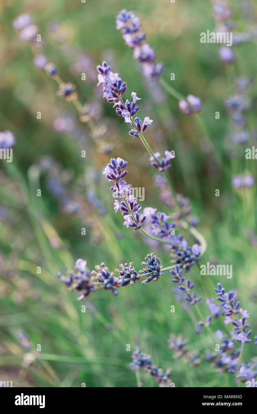 Hidcote blu lavanda. Foto Stock