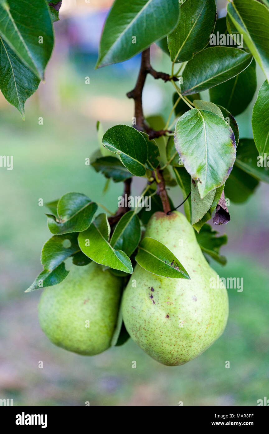 Close up di verde Bartlett o pere Williams in crescita in pear tree. Foto Stock