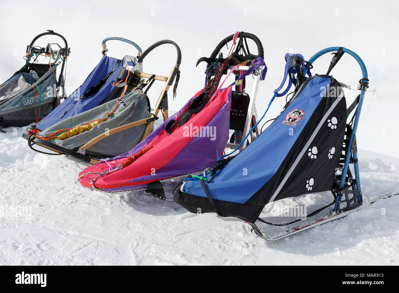 Sport slitta trainata da cani o cani da slitta per neve discipline sportive - Sled Dog racing, stand su bianco neve in chiaro soleggiato Foto Stock