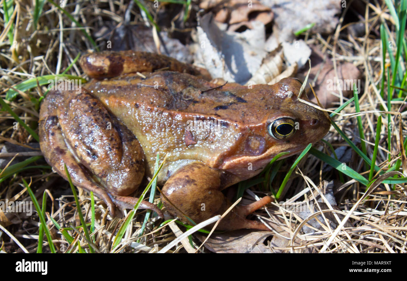 Rana comune nel selvaggio su foglie secche in erba . La rana comune - la rana temporaria è un semi-acquatico anfibio della famiglia ranidi Foto Stock