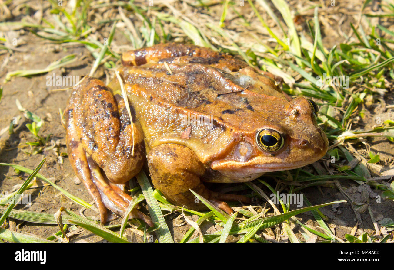Rana comune allo stato selvatico in erba verde . La rana comune - la rana temporaria è un semi-acquatico anfibio della famiglia ranidi Foto Stock