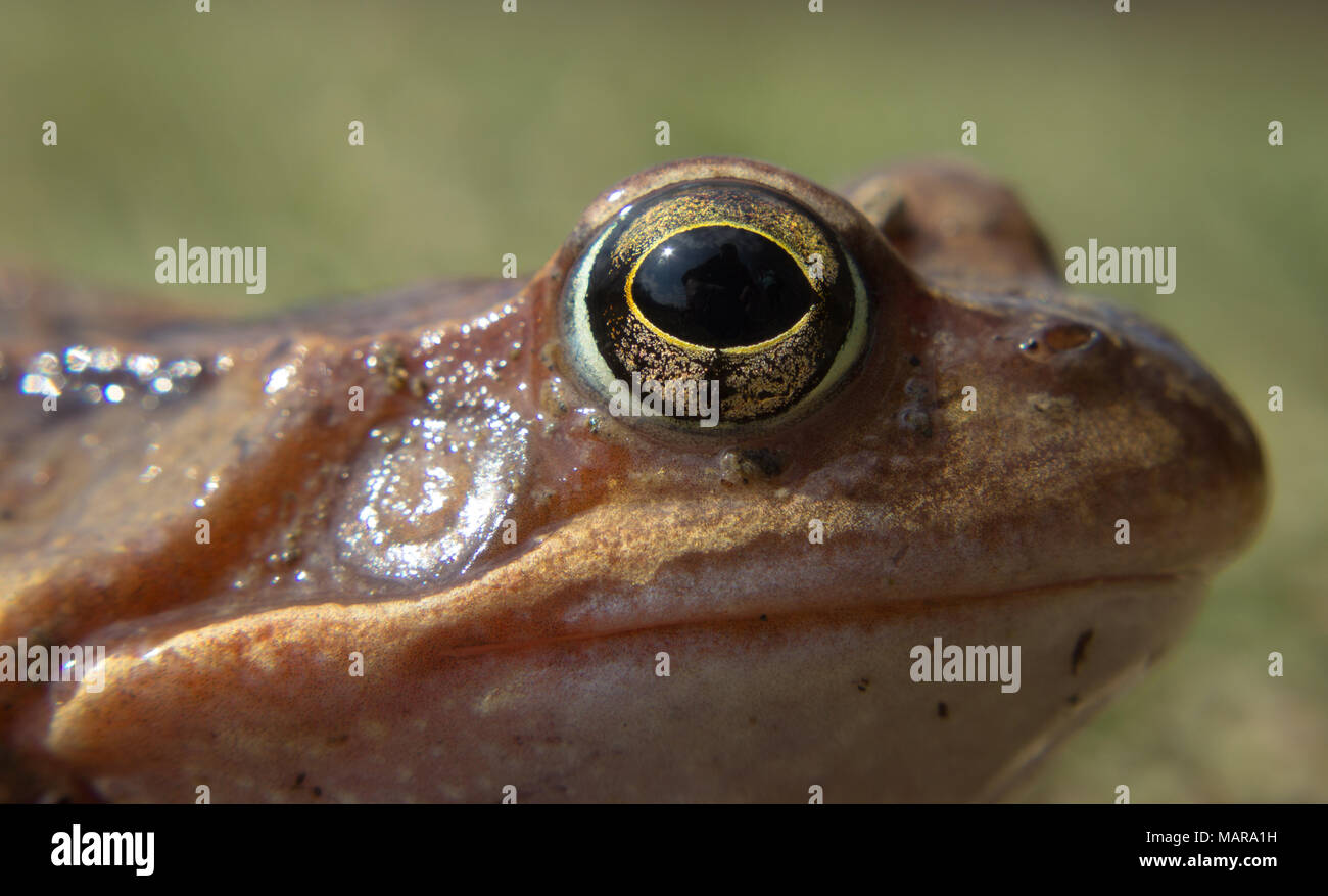 Dettaglio occhio Rana comune. La rana comune - la rana temporaria è un semi-acquatico anfibio della famiglia ranidi Foto Stock