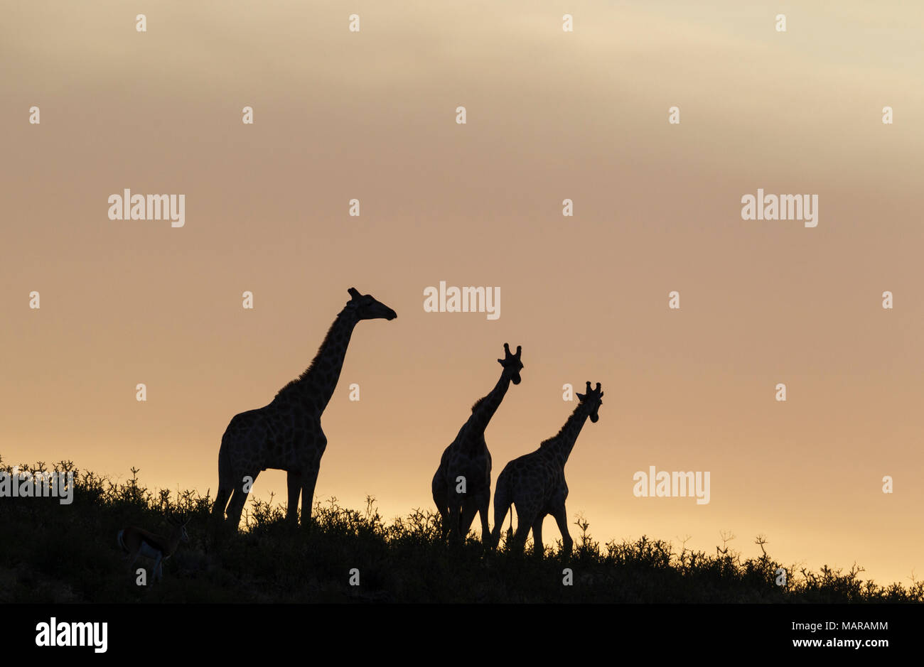 Giraffa meridionale (Giraffa giraffa). Tre maschi all'alba, due scontri Foto Stock