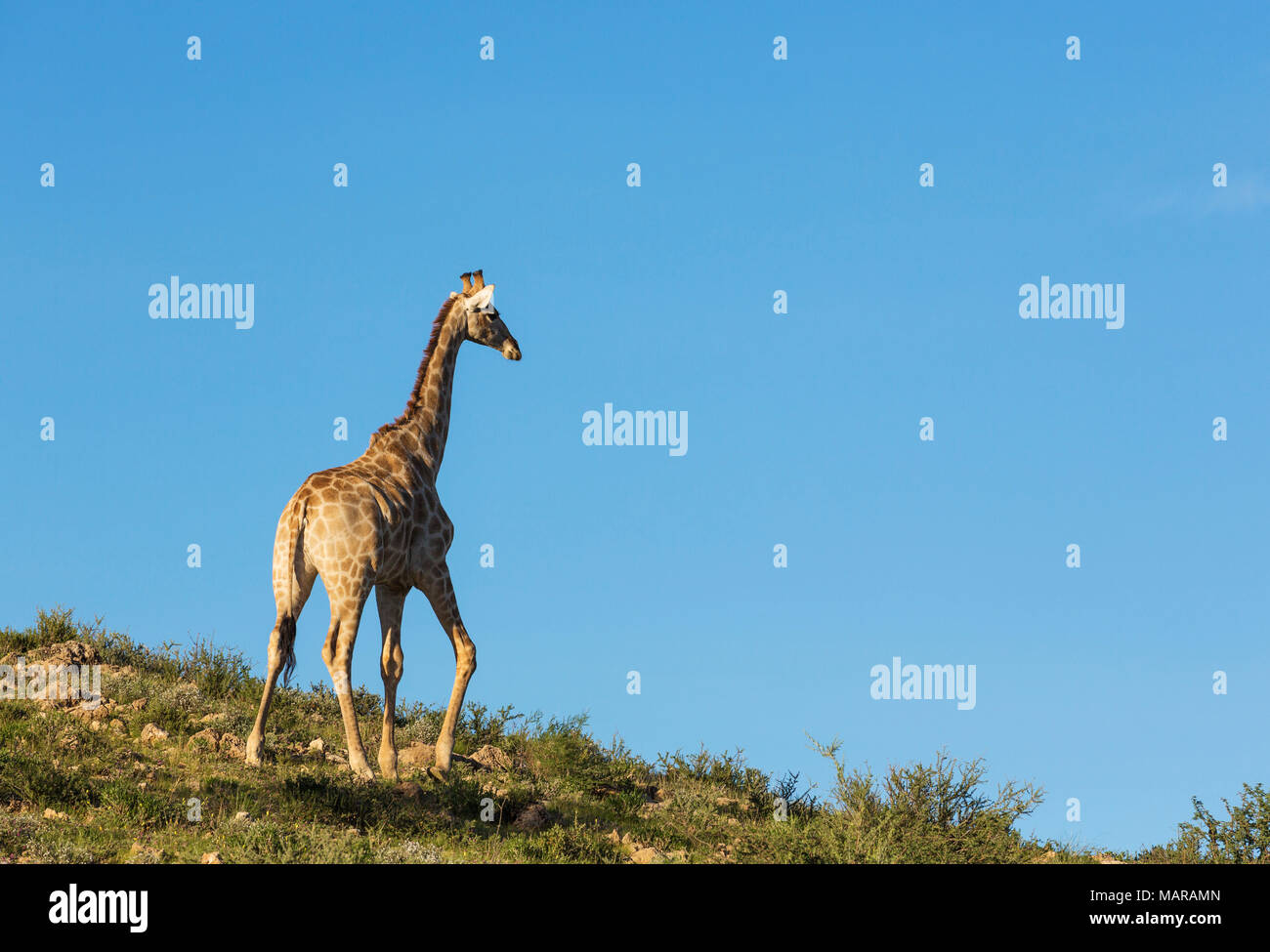 Giraffa meridionale (Giraffa giraffa). Voce maschile nell'ultima luce della sera Foto Stock