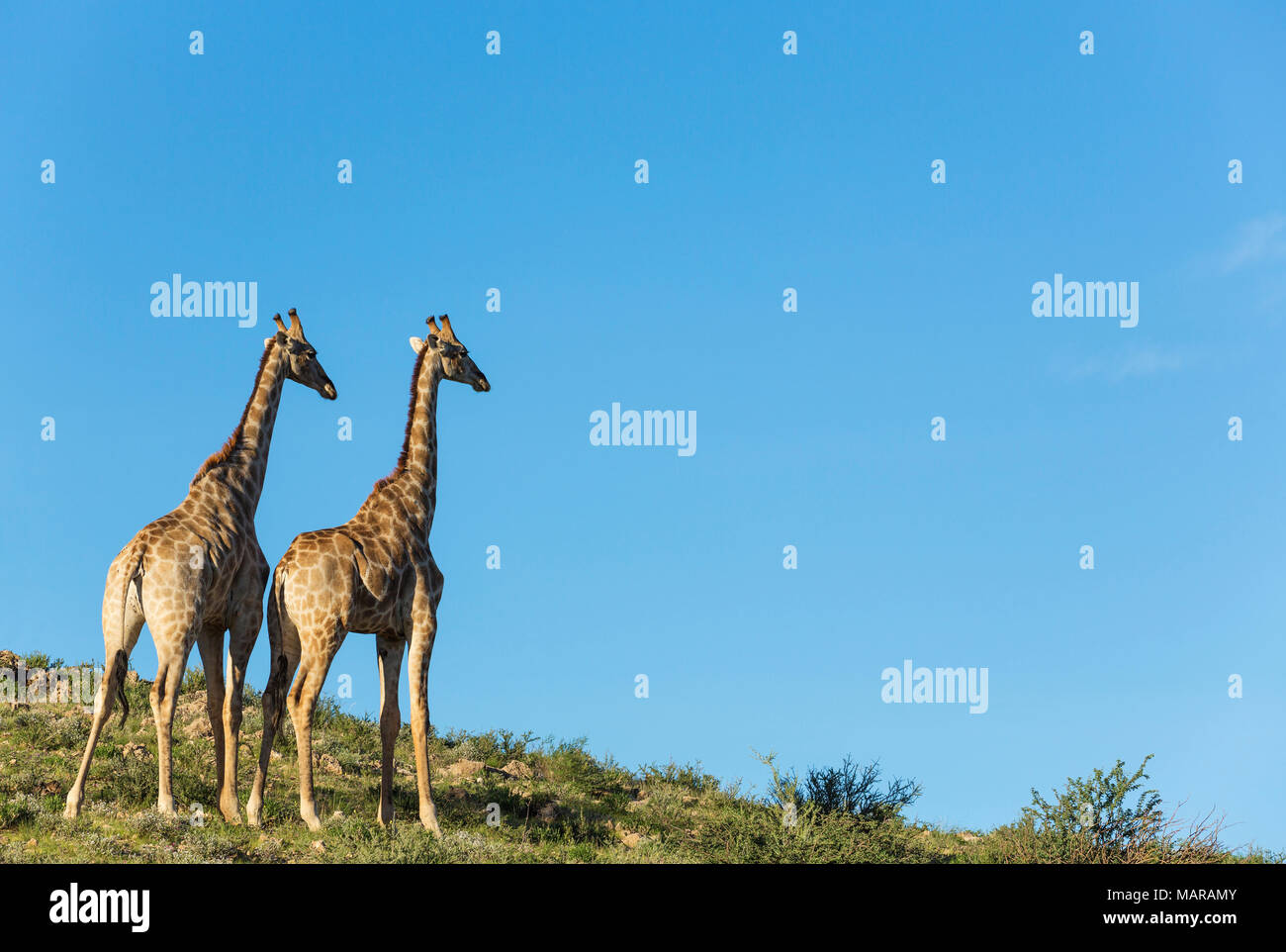 Giraffa meridionale (Giraffa giraffa). Due maschi nell'ultima luce della sera Foto Stock