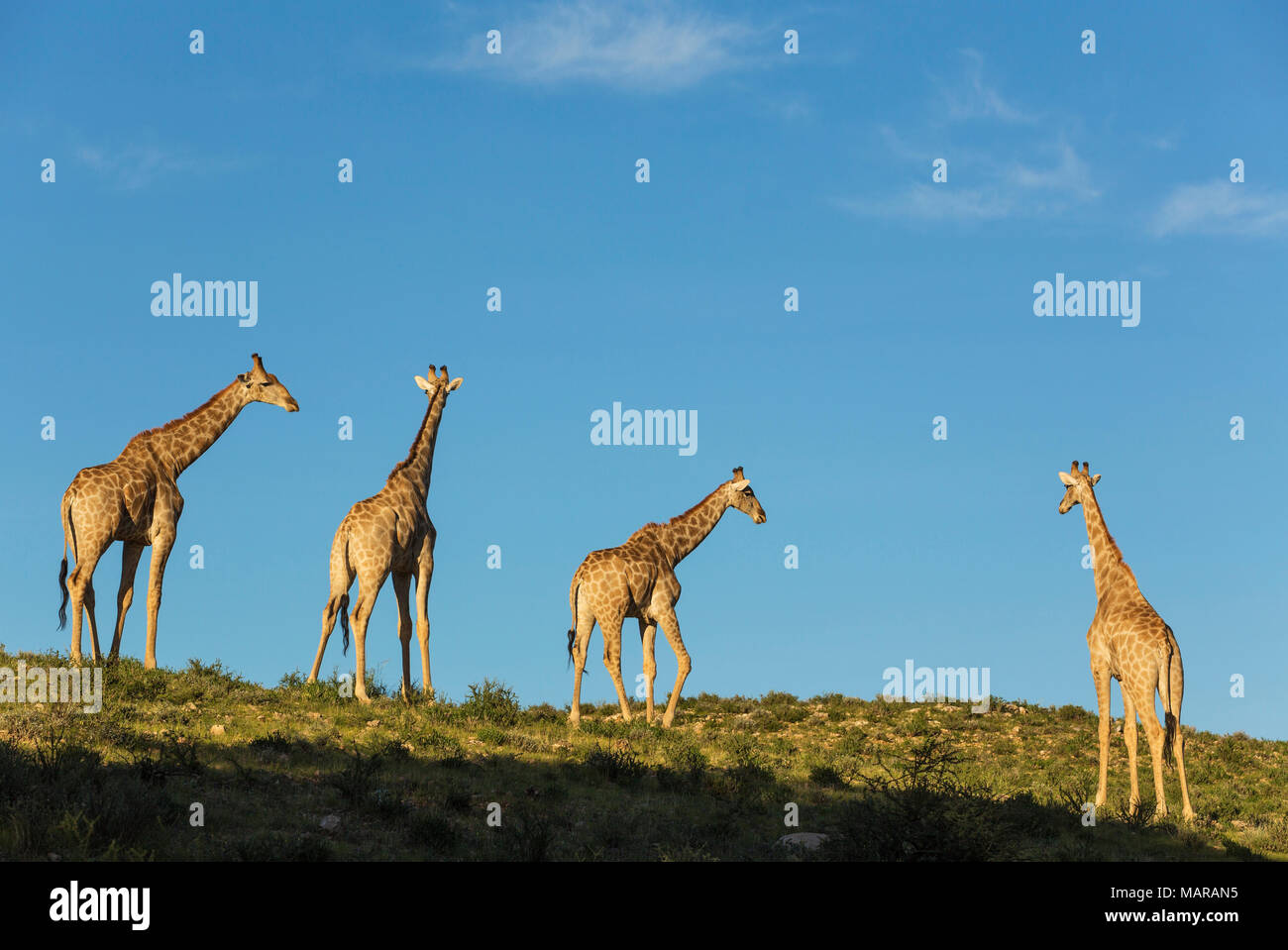 Giraffa meridionale (Giraffa giraffa). Quattro maschi nell'ultima luce della sera Foto Stock