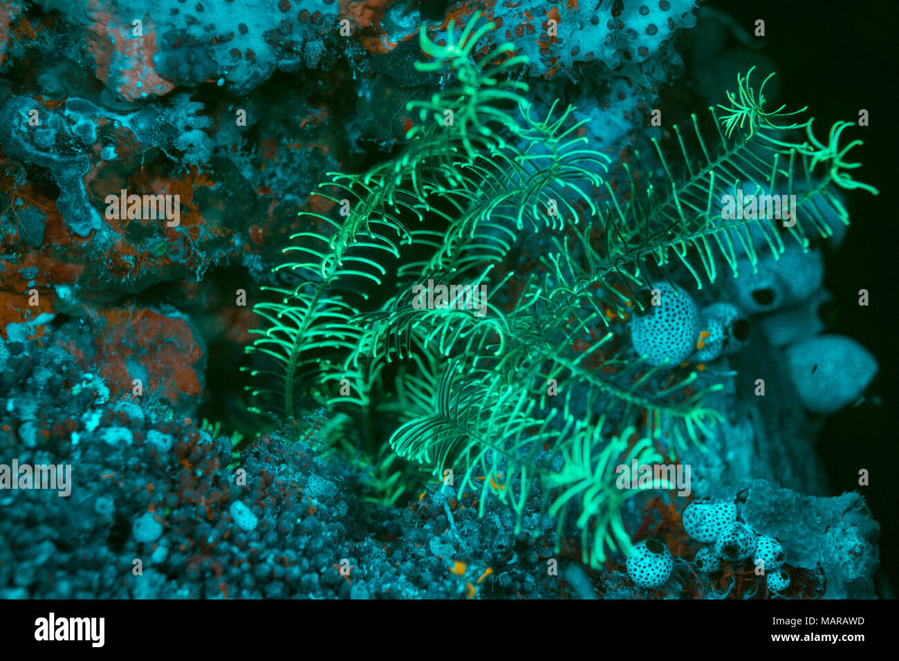 Crionoids ,che hanno trovato rifugio in le anomalie di un reef ,stanno mostrando biofluorescence in giallo verde.. Foto Stock
