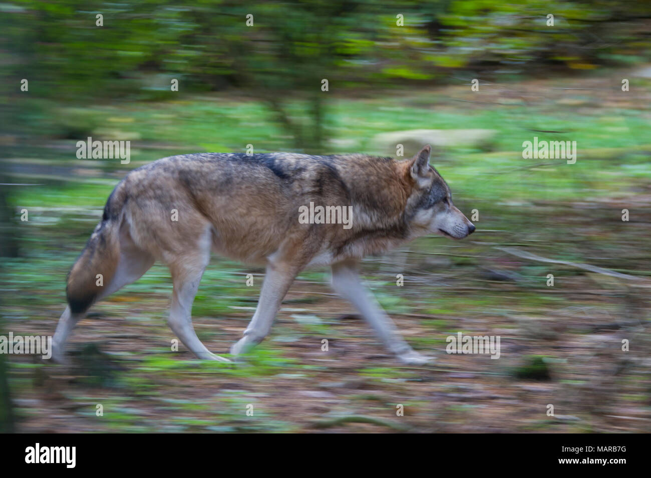 Unione Lupo (Canis lupus). Adulti in una foresta in autunno, in fuga. Germania Foto Stock