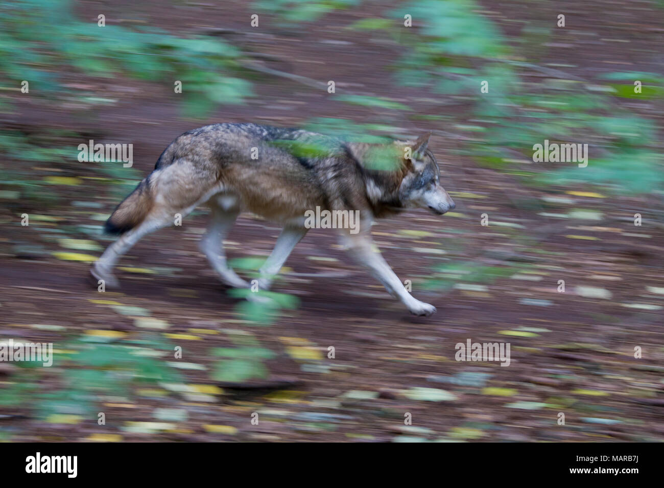 Unione Lupo (Canis lupus). Adulti in una foresta in autunno, in fuga. Germania Foto Stock