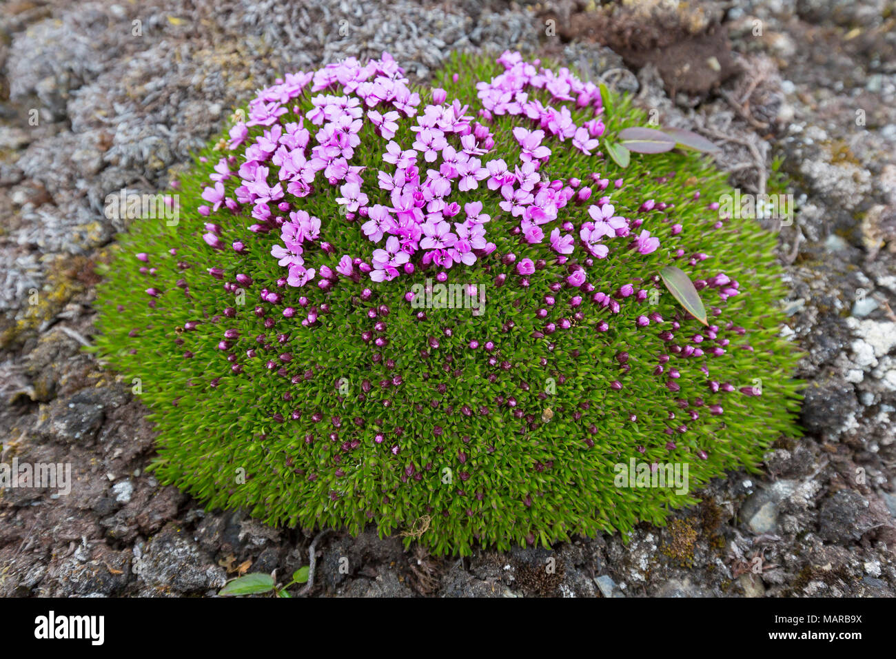 Cuscino Rosa, Moss Campion (Silene acaulis). Fioritura delle piante. Svalbard Foto Stock