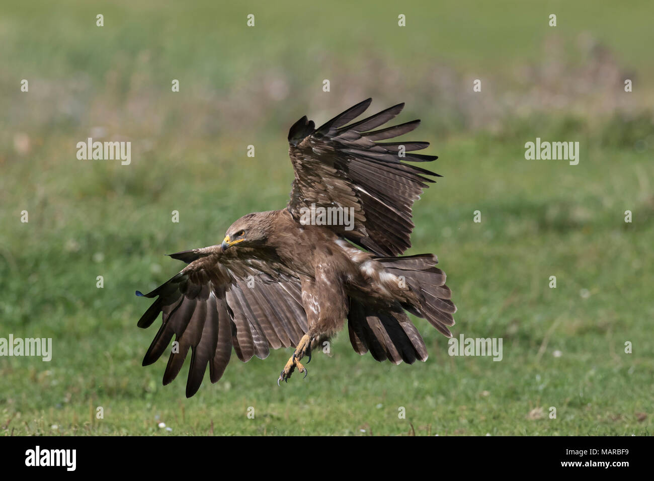 Lesser Spotted Eagle (Aquila pomarina). Adulto di atterraggio sulla terra. Germania Foto Stock