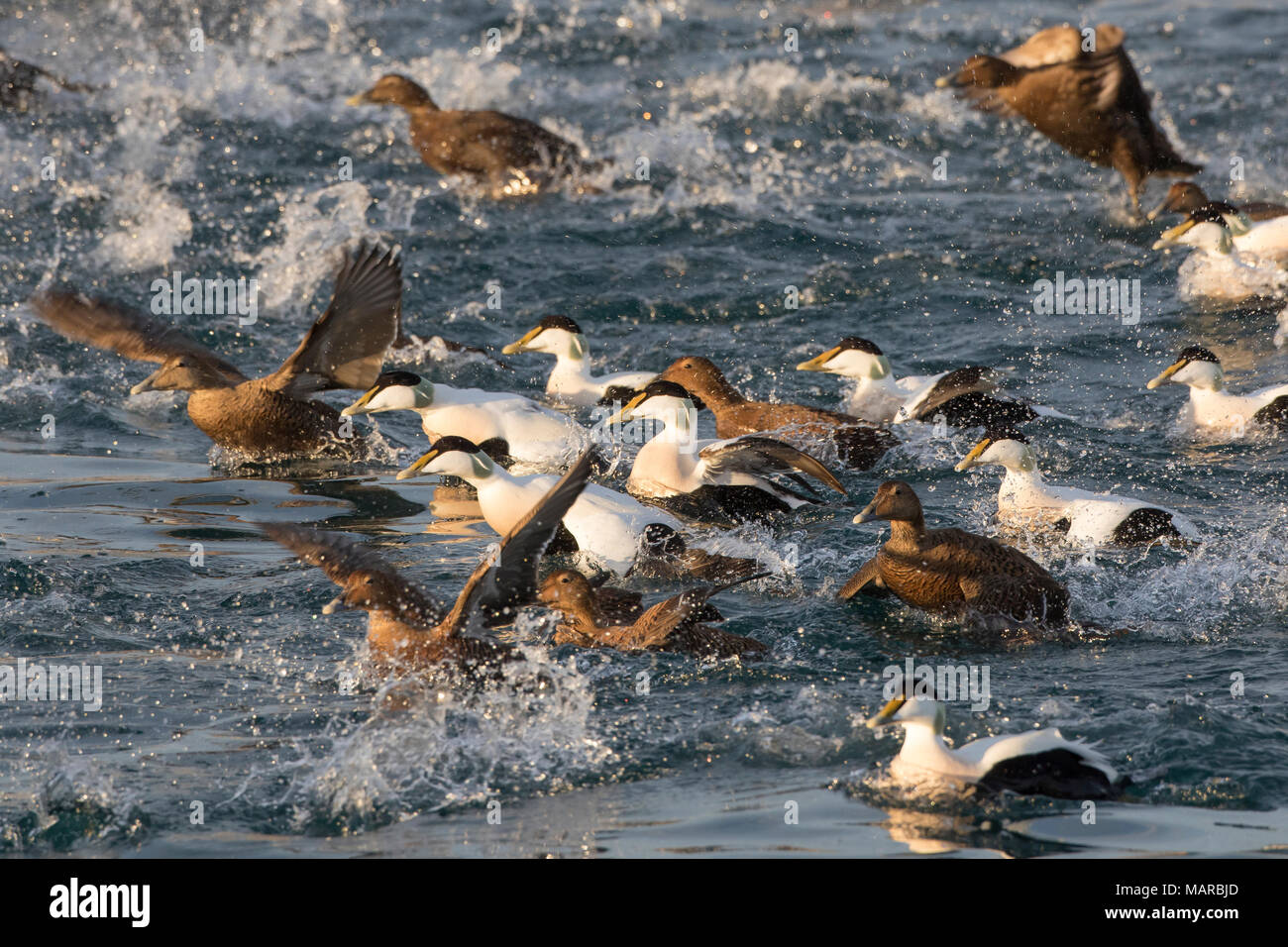 Eider comune (Somateria mollissima). Gregge di I draghetti e anatre di nuoto, alcune di esse a partire. L'Islanda Foto Stock