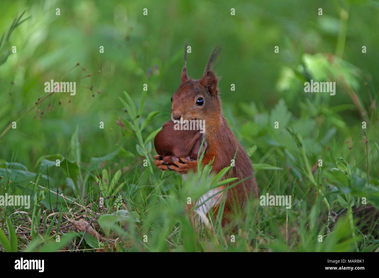 Red scoiattolo (Sciurus vulgaris). La madre che porta i giovani. Dalarna, Schweden Foto Stock