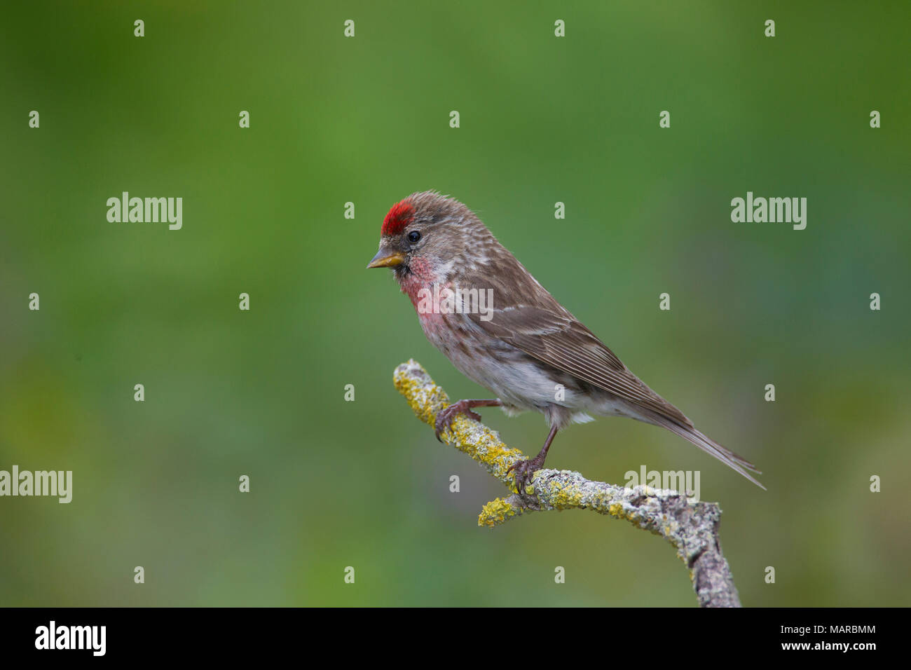 Comune (Redpoll Carduelis flammea, Acanthis flammea), maschio arroccato su ramoscello. Germania Foto Stock