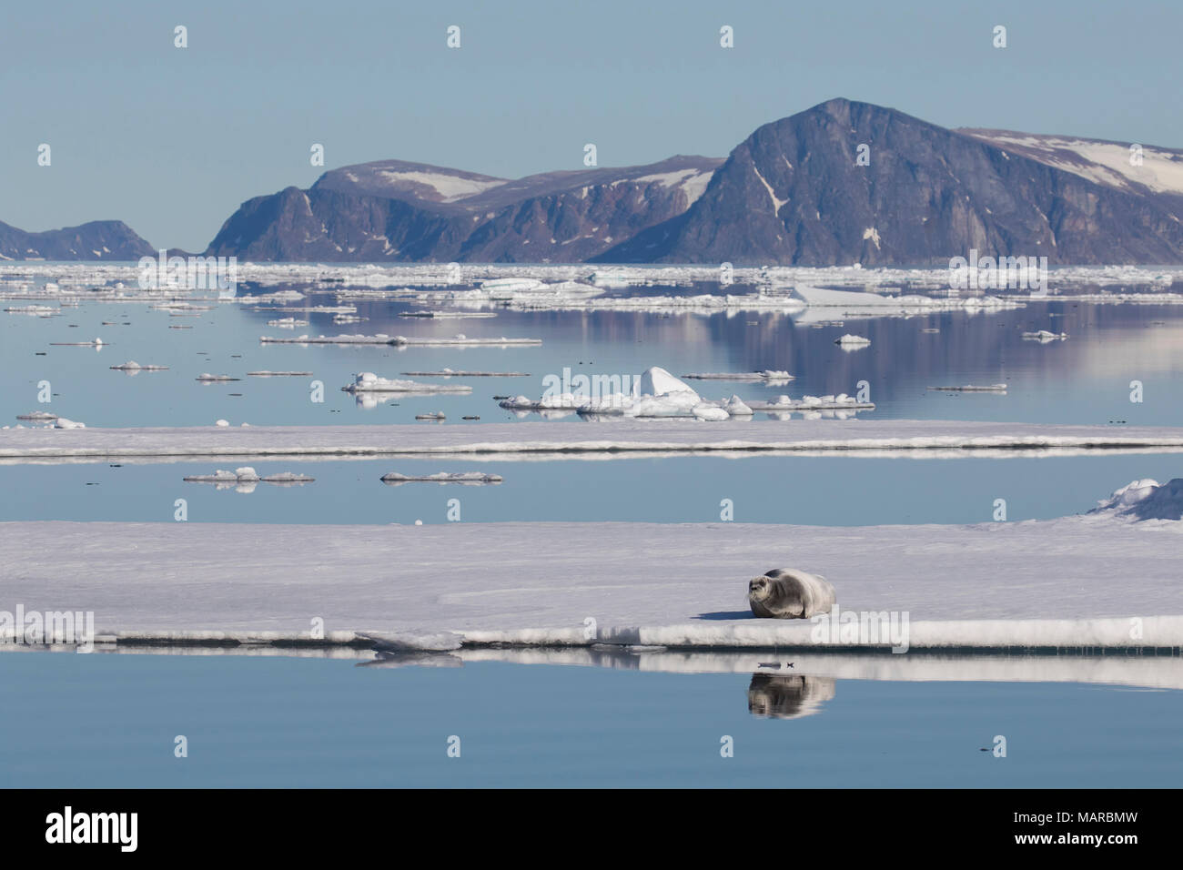 Guarnizione barbuto (Erignathus barbatus). Adulto in appoggio su un glaçon, Svalbard Foto Stock