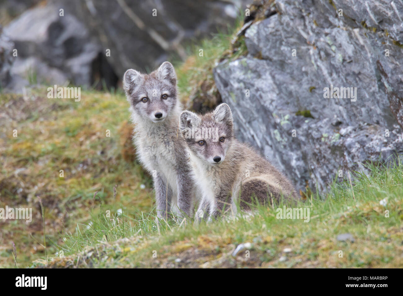Arctic Fox (Alopex lagopus). Coppia di novellame seduto accanto a una roccia. Svalbard, Norvegia Foto Stock