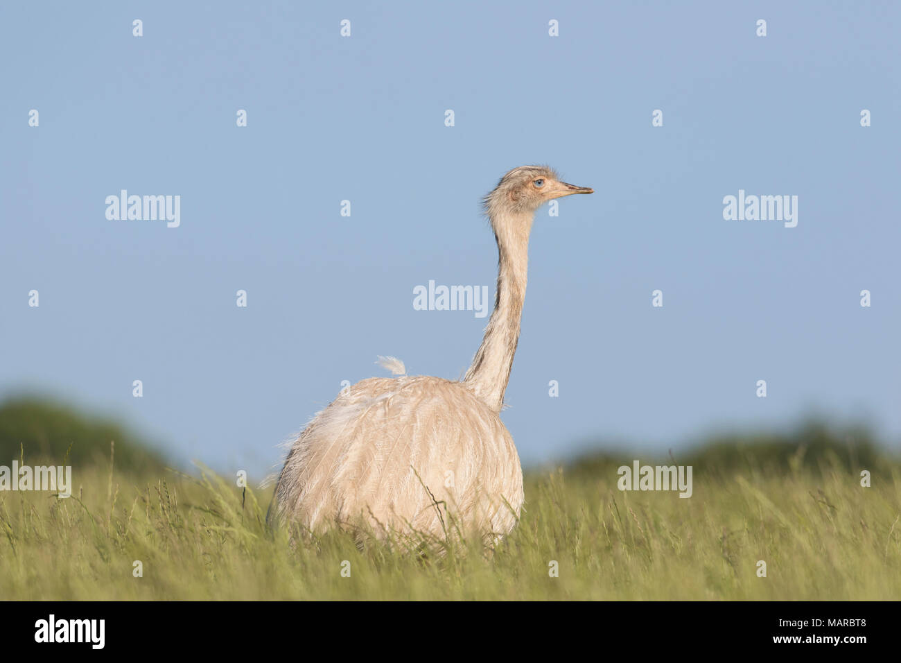 Maggiore Rhea (Rhea americana). Femmina Leucistic in piedi in erba. Meclemburgo-pomerania Occidentale, Germania Foto Stock