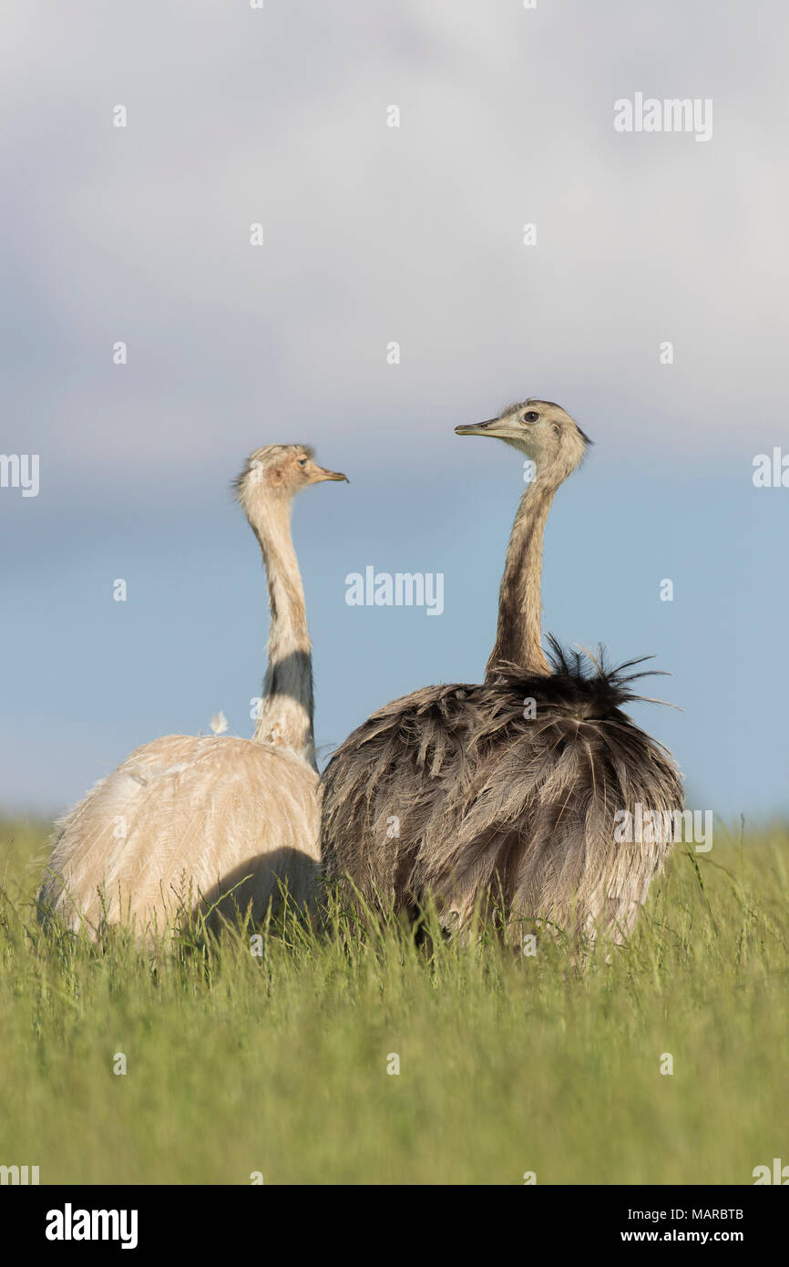 Maggiore Rhea (Rhea americana). Leucistic e ordinaria femmina colorati in piedi in erba. Meclemburgo-pomerania Occidentale, Germania Foto Stock
