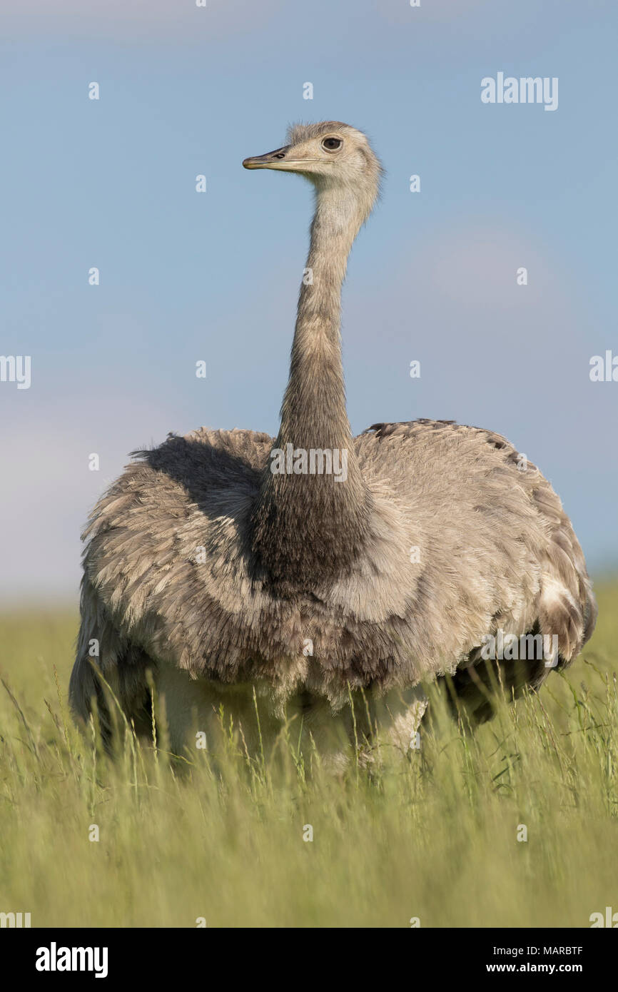 Maggiore Rhea (Rhea americana). Maschio adulto in piedi in erba. Meclemburgo-pomerania Occidentale, Germania Foto Stock