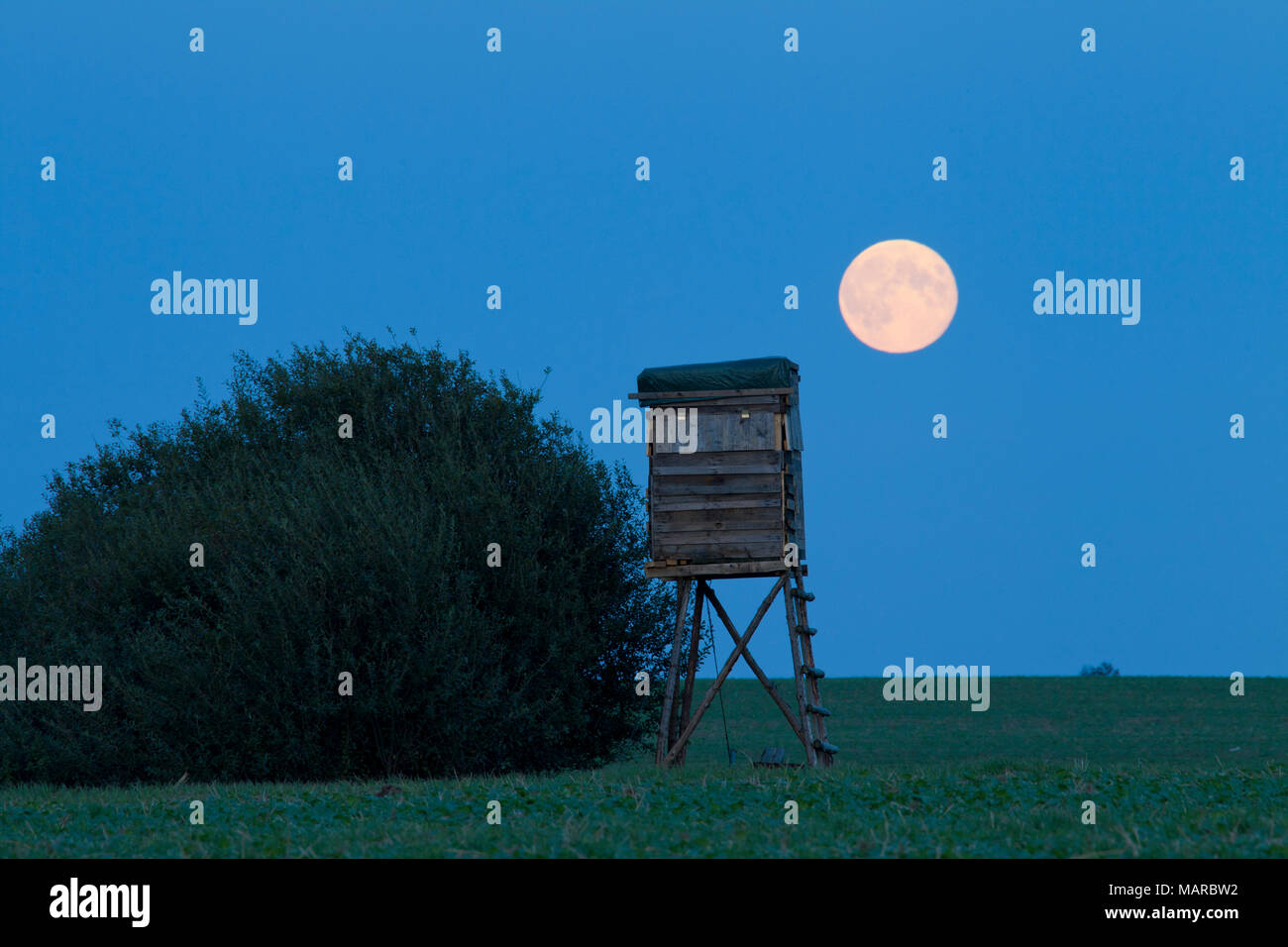 Cavalletto di cervi nella nebbia di mattina a sunrise. Meclemburgo-pomerania Occidentale, Germania Foto Stock
