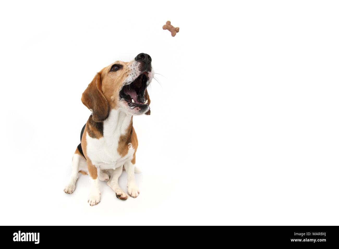 Beagle. Maschio adulto seduto, tentare di recuperare un trattamento. Studio Immagine contro uno sfondo bianco. Germania Foto Stock