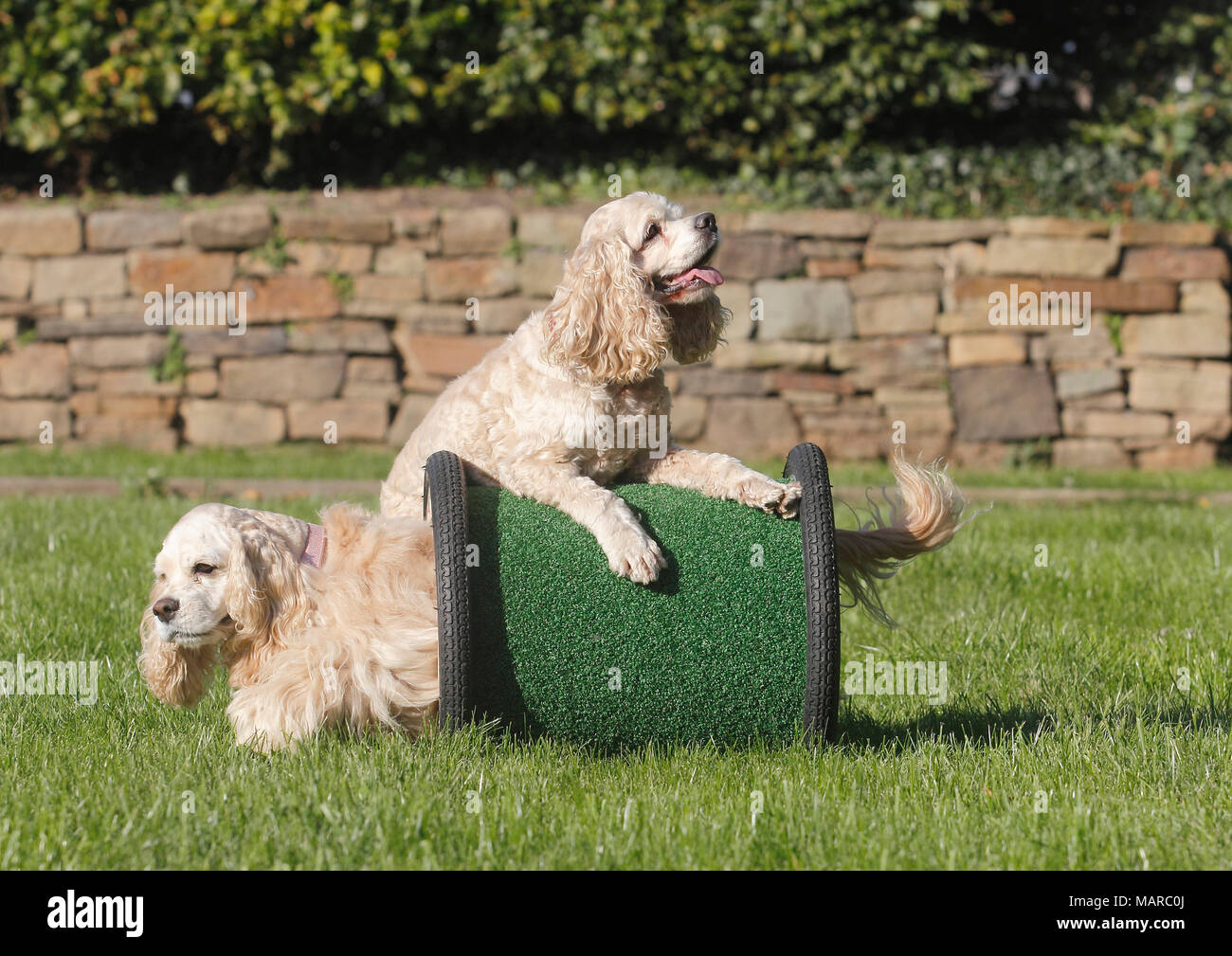 American Cocker Spaniel. Due adulti sulla agilità ostacolo corso. Germania Foto Stock