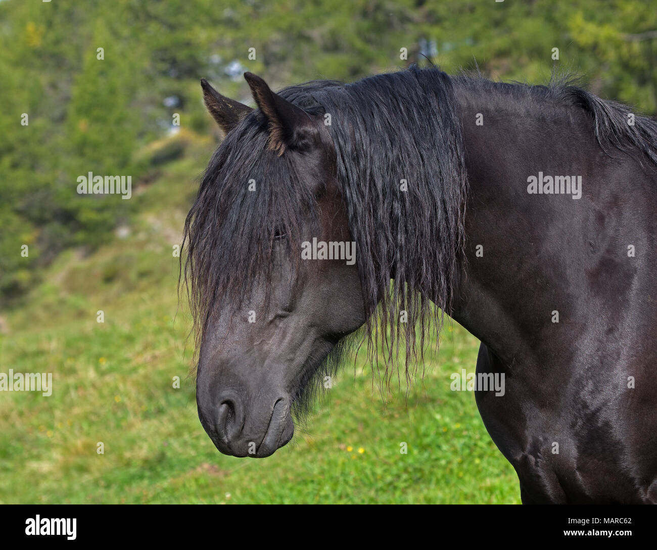 Cavallo di Merens. Adulto nero in piedi su un pascolo alpino, ritratto. Italia Foto Stock