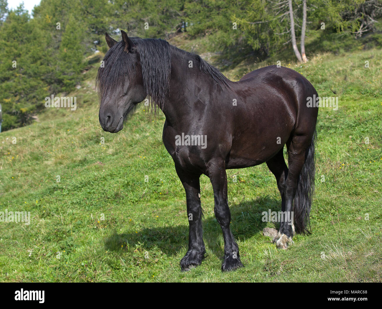 Cavallo di Merens. Adulto nero in piedi su un pascolo alpino. Italia Foto Stock