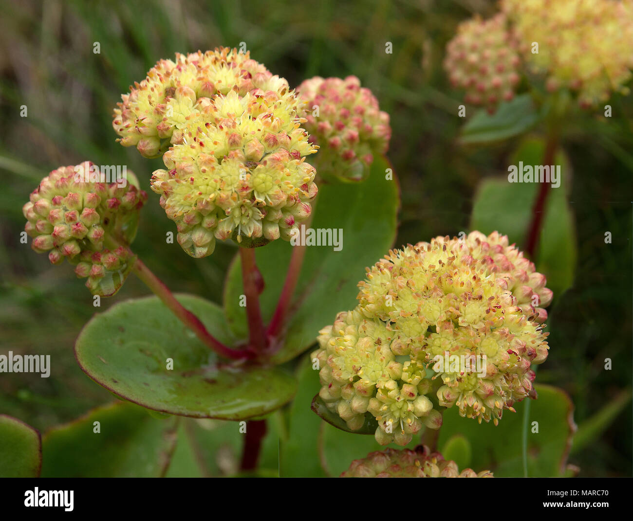 Radice dorata, Roseroot (Rhodiola rosea). Piante in fiore. Tirolo, Austria Foto Stock