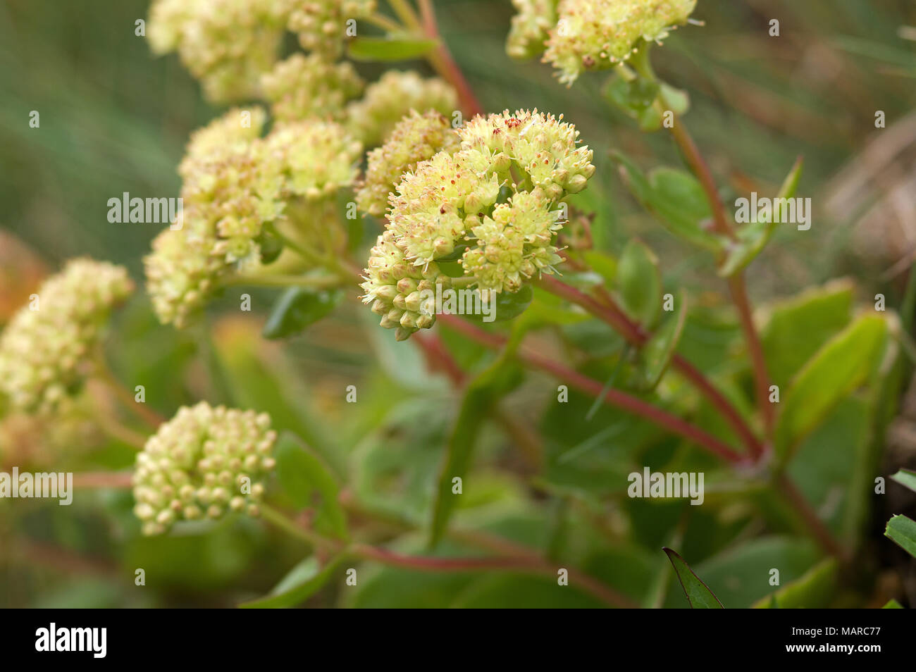 Radice dorata, Roseroot (Rhodiola rosea). Piante in fiore. Tirolo, Austria Foto Stock