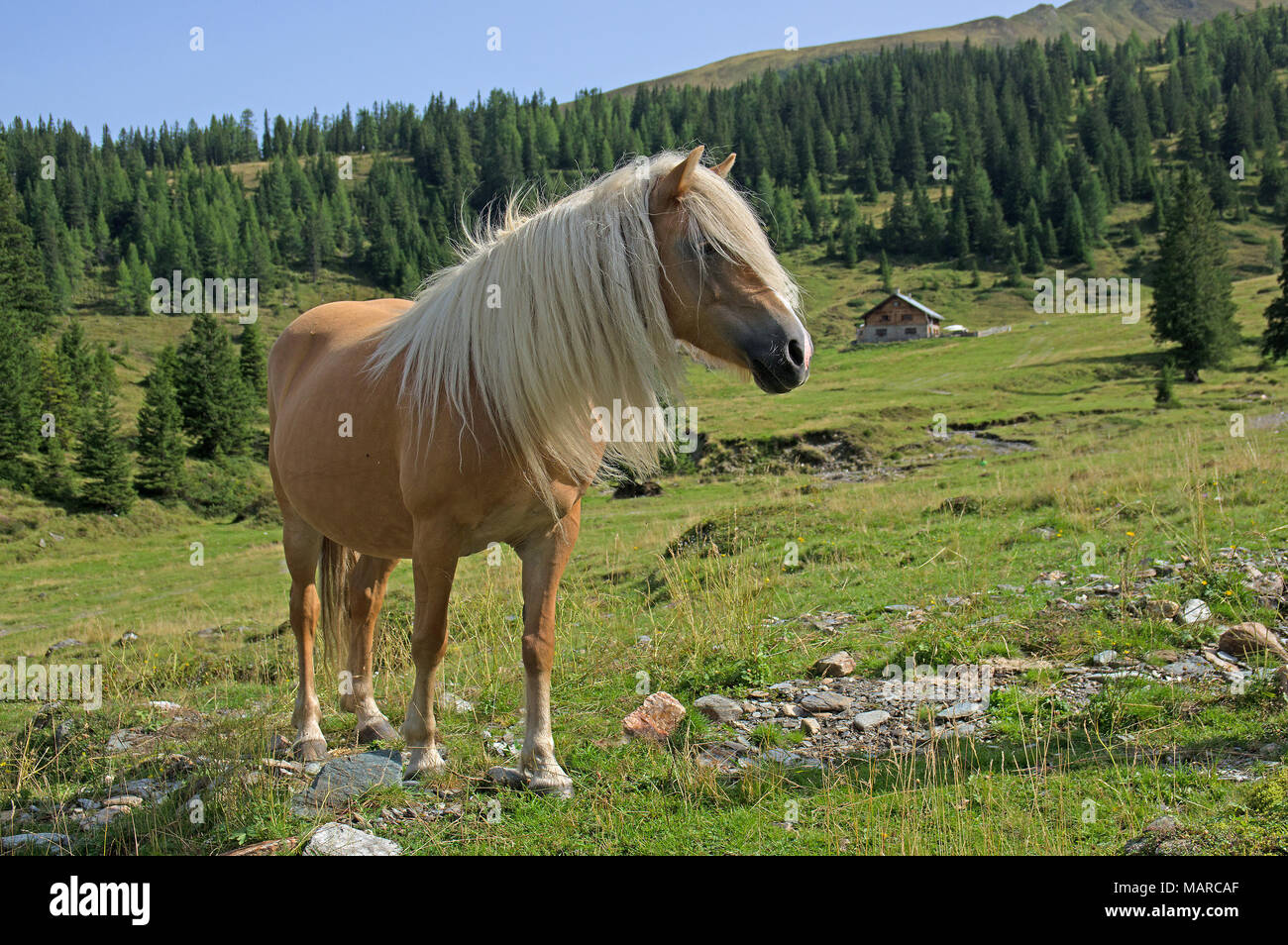 Cavalli di Razza Haflinger. Adulto in piedi su un alpeggio. Valle di Rauris, Alti Tauri, Austria Foto Stock