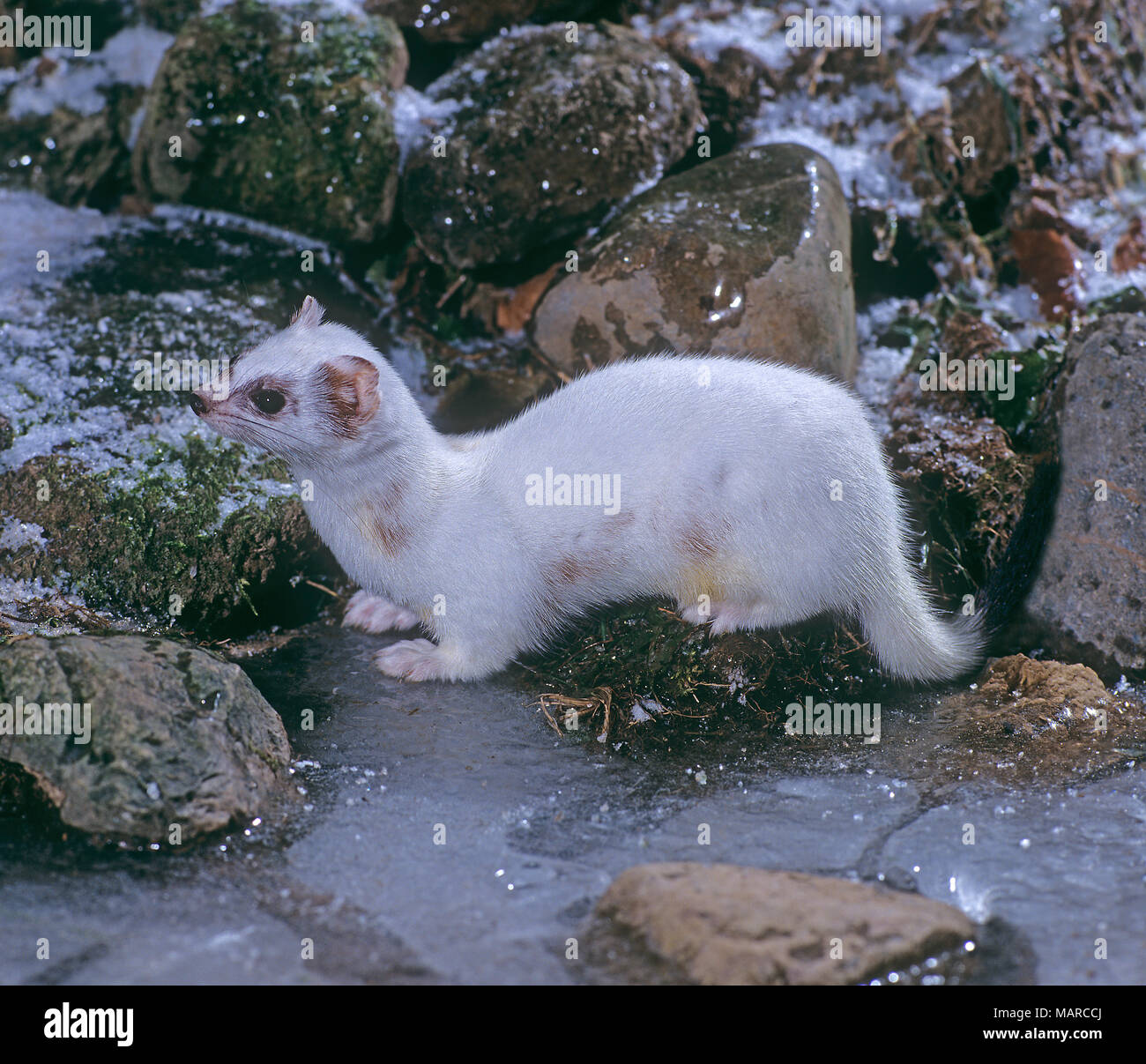 Ermellino, ermellino (Mustela erminea) in inverno fur accanto a un torrente ghiacciato. Germania Foto Stock