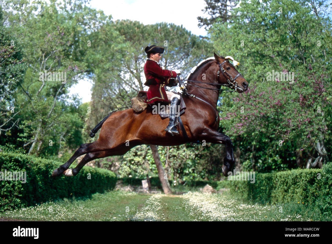 Alter Real. Bay adulto con rider eseguendo una capriole. Portogallo Foto Stock