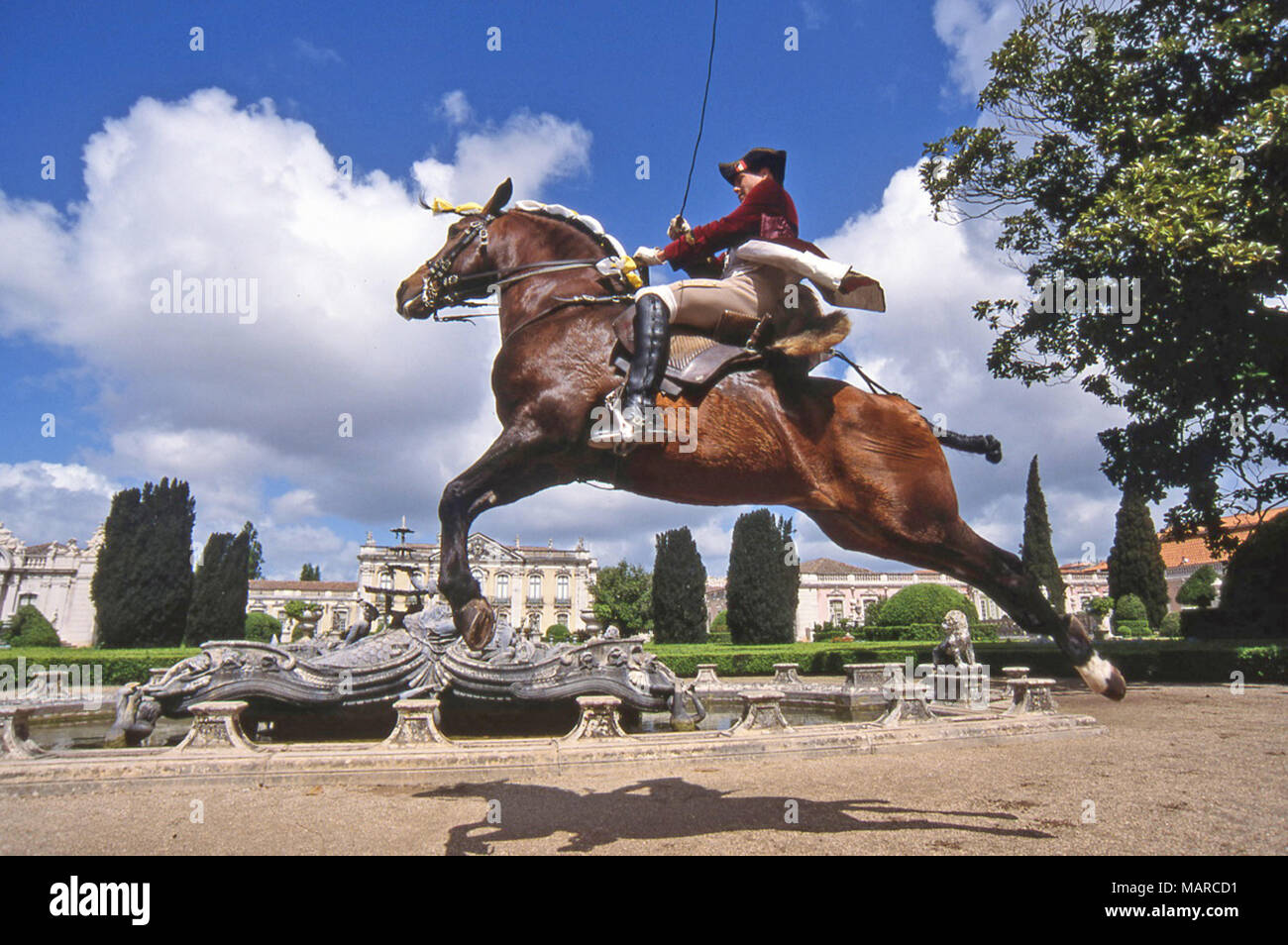 Alter Real. Bay adulto con rider eseguendo una capriole. Portogallo Foto Stock