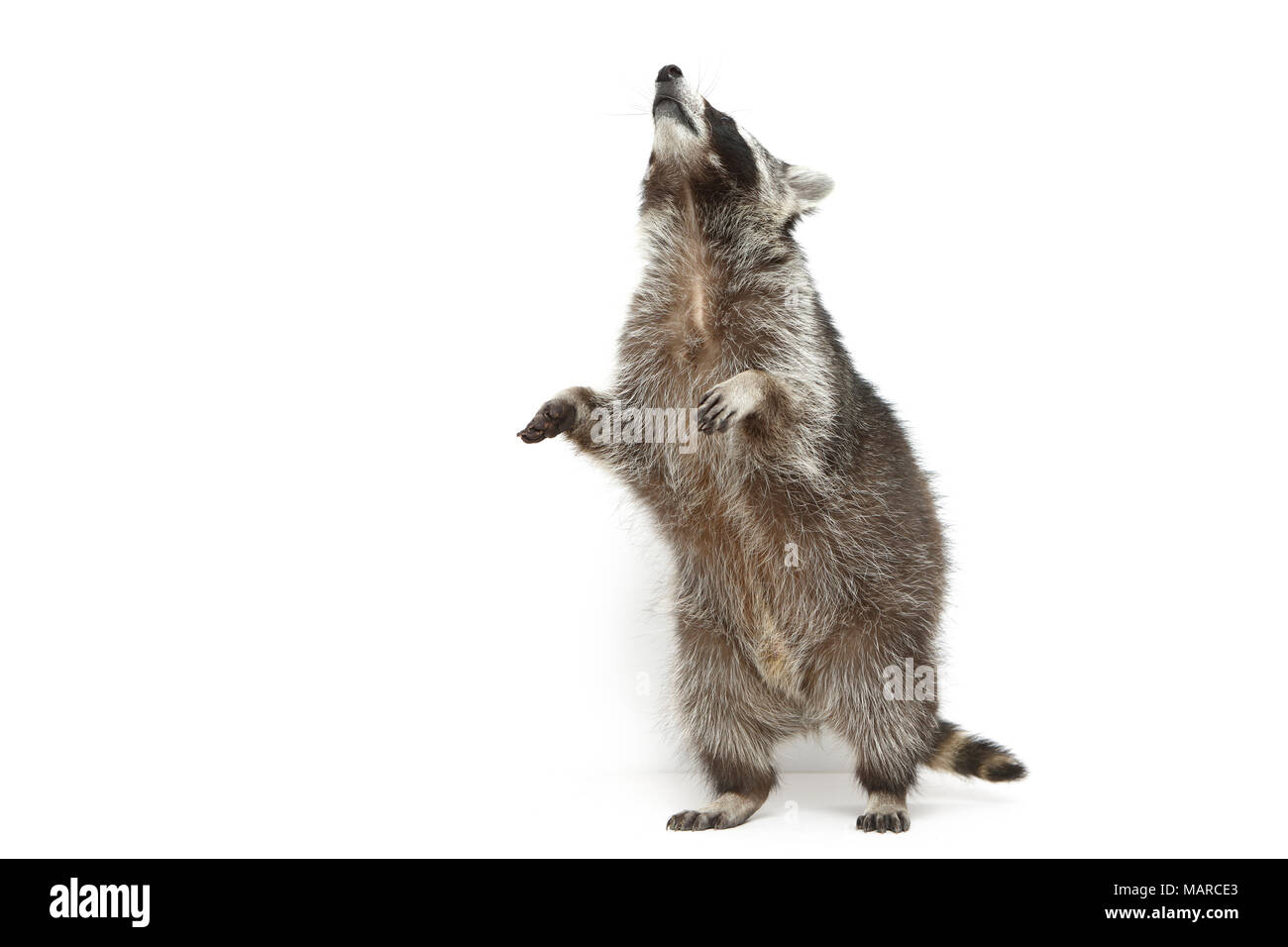 Raccoon (Procione lotor). Adulto in piedi sulle zampe posteriori. Studio Immagine contro uno sfondo bianco. Germania Foto Stock