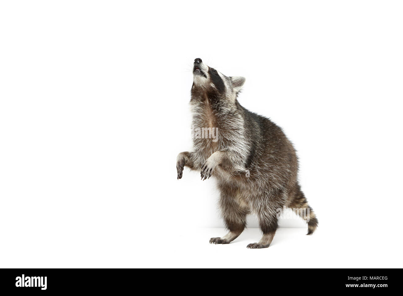 Raccoon (Procione lotor). Adulto in piedi sulle zampe posteriori. Studio Immagine contro uno sfondo bianco. Germania Foto Stock
