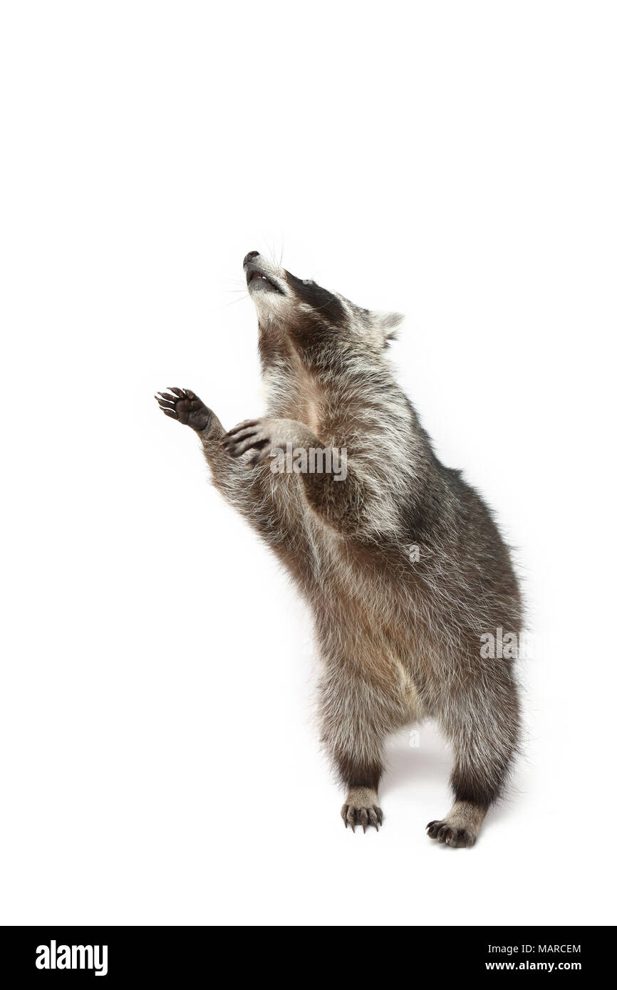 Raccoon (Procione lotor). Adulto in piedi sulle zampe posteriori. Studio Immagine contro uno sfondo bianco. Germania Foto Stock