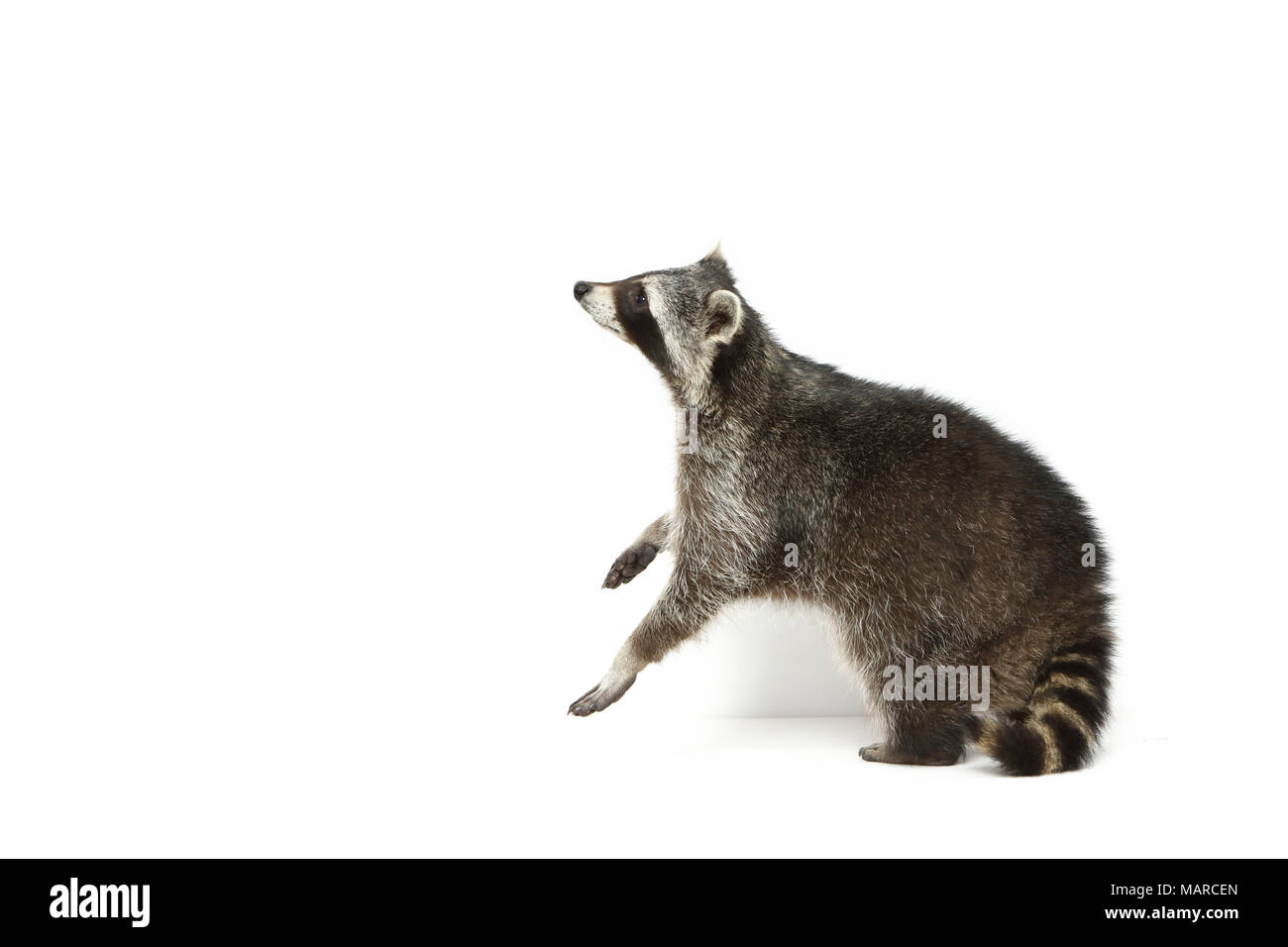 Raccoon (Procione lotor). Adulto in piedi sulle zampe posteriori. Studio Immagine contro uno sfondo bianco. Germania Foto Stock