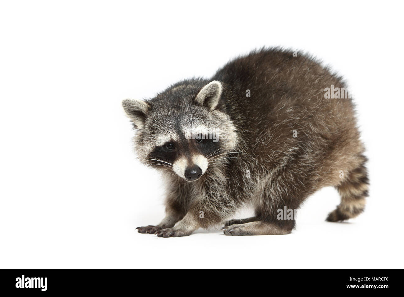Raccoon (Procione lotor). Permanente degli adulti, visto da lato a. Studio Immagine contro uno sfondo bianco. Germania Foto Stock