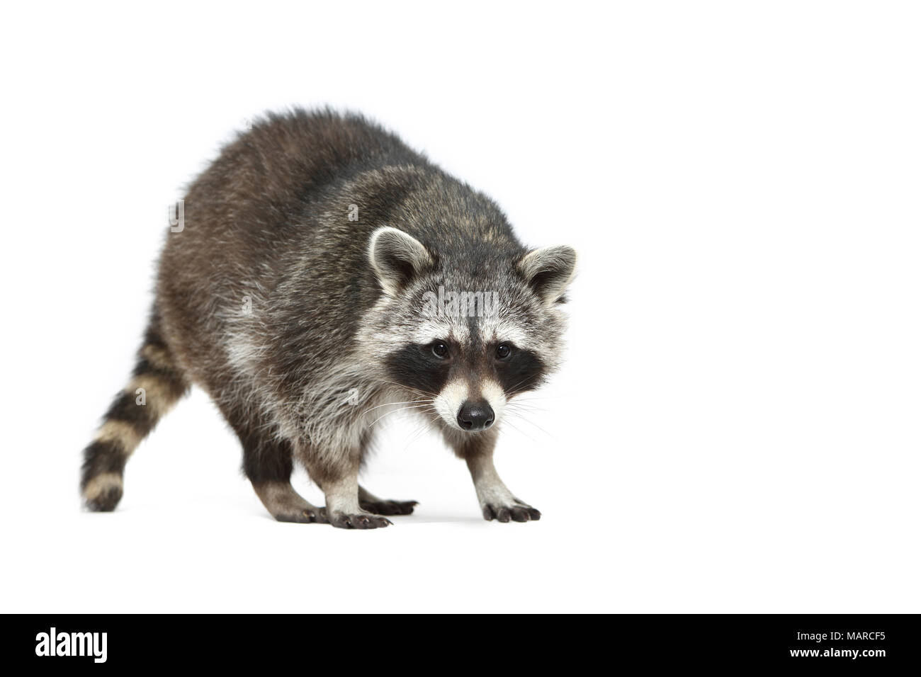 Raccoon (Procione lotor). Adulto a piedi. Studio Immagine contro uno sfondo bianco. Germania Foto Stock