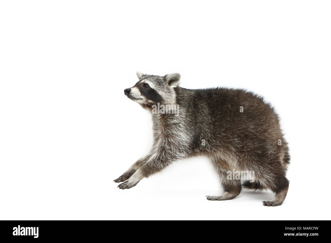 Raccoon (Procione lotor). Adulto in piedi sulle zampe posteriori. Studio Immagine contro uno sfondo bianco. Germania Foto Stock